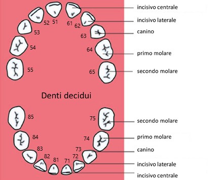 numerazione denti decidui